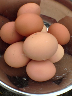 egg20090630 (2).jpg